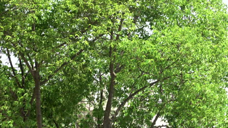 a tree blowing in the wind on a sunny day in the outdoors