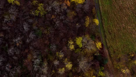 Blick-Von-Oben-Auf-Den-Bunten-Wald-Im-Herbst-In-Den-Ländlichen-Bergen-In-Mittelnorwegen