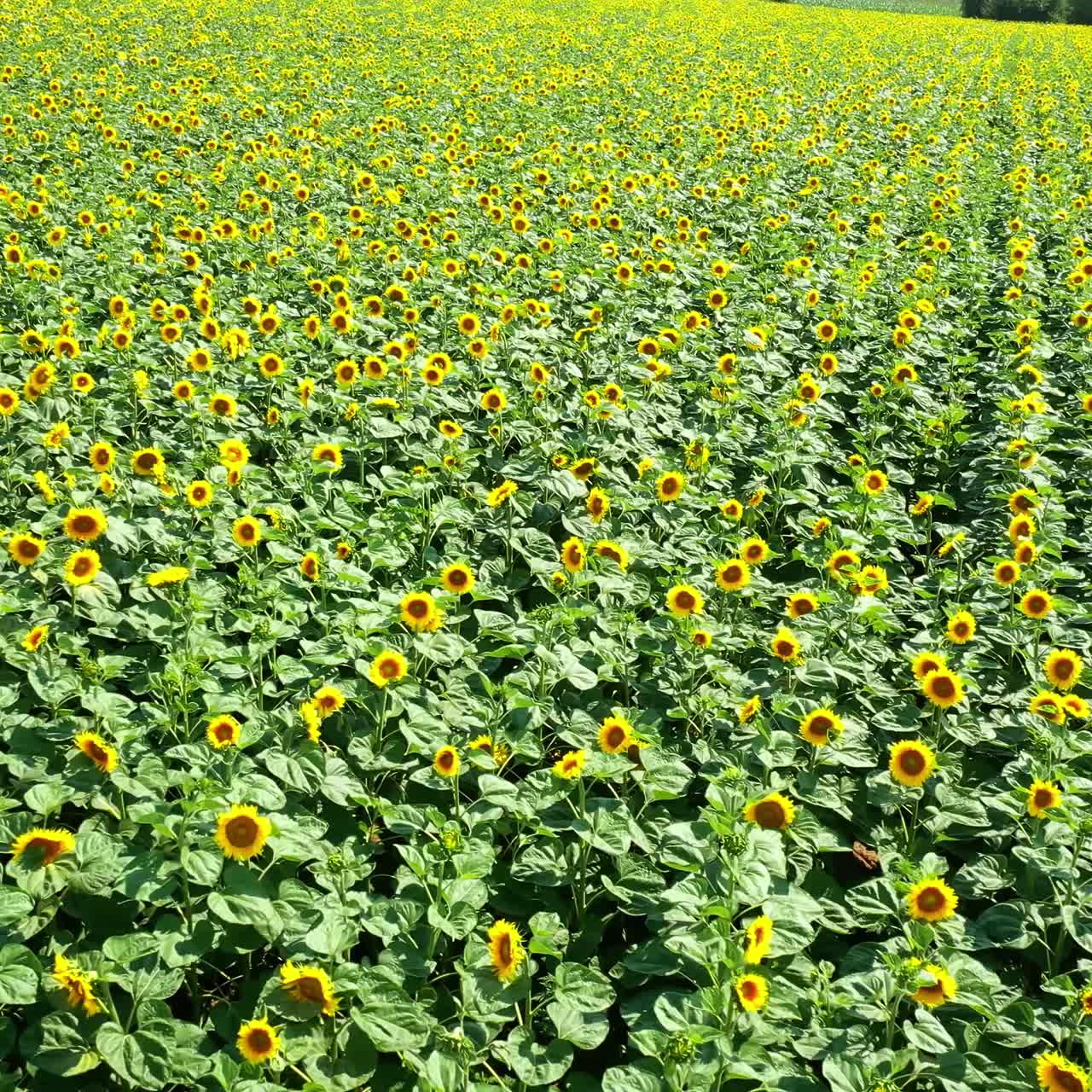 Flight over sunflower field
