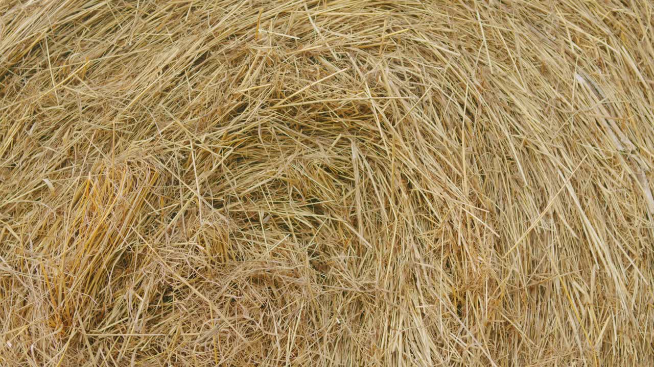 otoño - tiempo de cosecha. balas de heno de cerca. concepto de la agricultura.