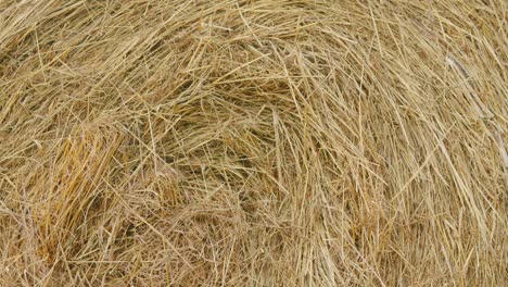 autumn - time to harvest. hay bales close-up. farming concept.