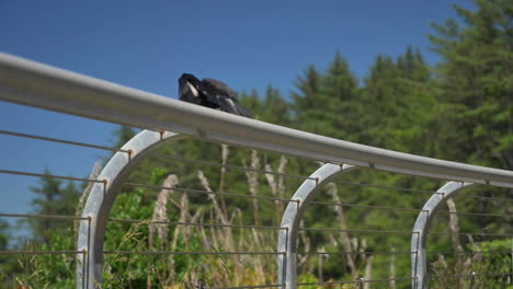 Schwarze-Krähe-Mit-Essen-Auf-Dem-Schnabel,-Die-An-Einem-Sonnigen-Tag-Von-Metallgeländern-Wegfliegt