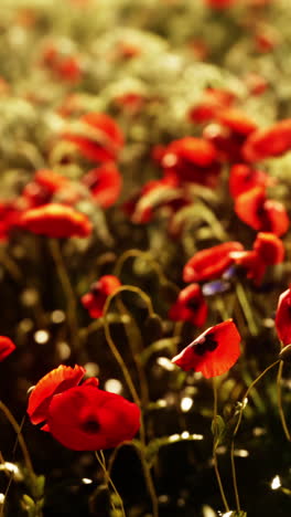 red poppy field