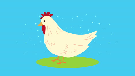 farm lifestyle animation with white hen
