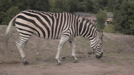 Una-Cebra-Con-Tiras-Blancas-Y-Negras-En-Su-Cuerpo-Está-Pastando-En-La-Hierba-En-El-Campo-Abierto-Del-Parque-Safari-De-West-Midlands,-Inglaterra