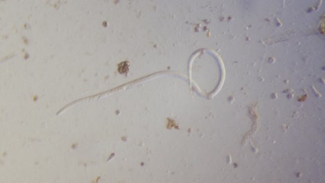 nematode parasitic worm in microscope bright field