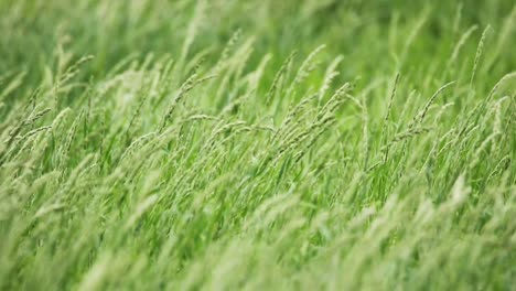 Slow-motion-of-grass-blowing-in-the-wind,-Kgalagadi-Transfrontier-Park