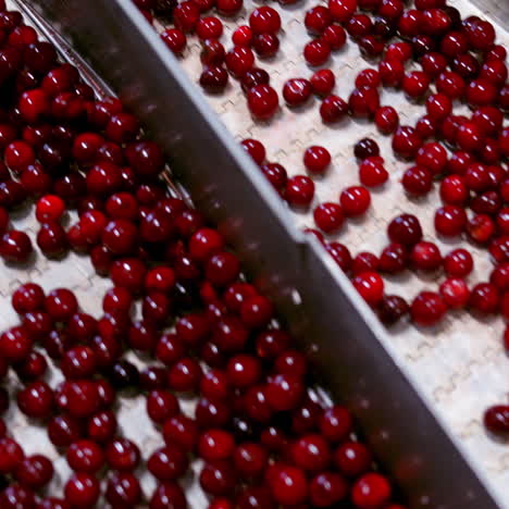 ripe cherries on a conveyor. fresh wet berries moving on the conveyor belt in the factory. special metal equipment divides red fruits. close-up.