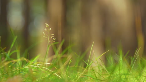 macro close-up of grass growing in the forest - slide left to right - the lush green of the grass in its natural environment