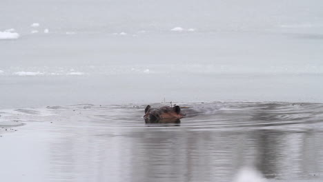 Frühwinter:-Biber-Hält-Teich-In-Der-Nähe-Ihrer-Hütte-Eisfrei,-Kopierraum