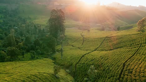 Imágenes-De-Drones-De-La-Salida-Del-Sol-De-Una-Granja-De-Plantaciones-De-Té