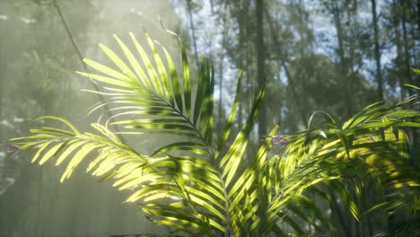 bright-light-shining-through-the-humid-misty-fog-and-jungle-leaves