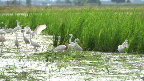 White-egret-and-cattle-egret-live-in-the-wetland