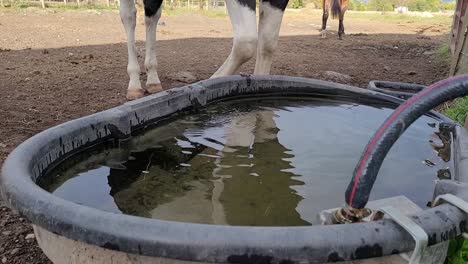 Caballo-De-Pintura-Americano-Bebiendo-Agua-De-Un-Comedero,-Vista-De-Cerca