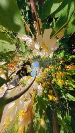 A lush corridor filled with white and yellow flowers seen from below, surrounded by branches and leaves. Shot in a botanical garden. Vertical shot made with 360 camera. Zoom in.