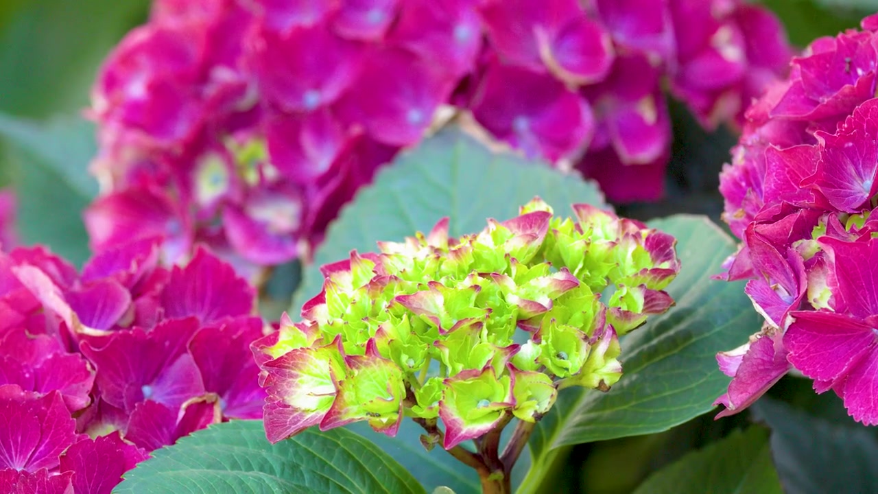 Close-up shot of magenta hydrangea flowers and green leaves swaying gently in natural light.