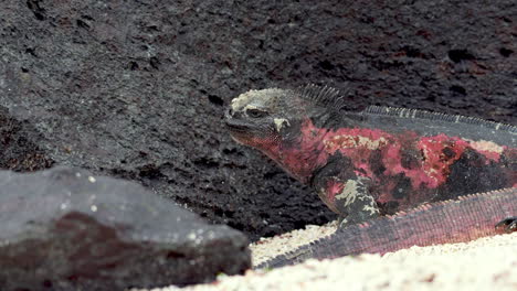 christmas iguanas on beach beside lava rock at punta suarez in the galapagos