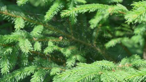 spider sits in its web in a tree swaying in the wind