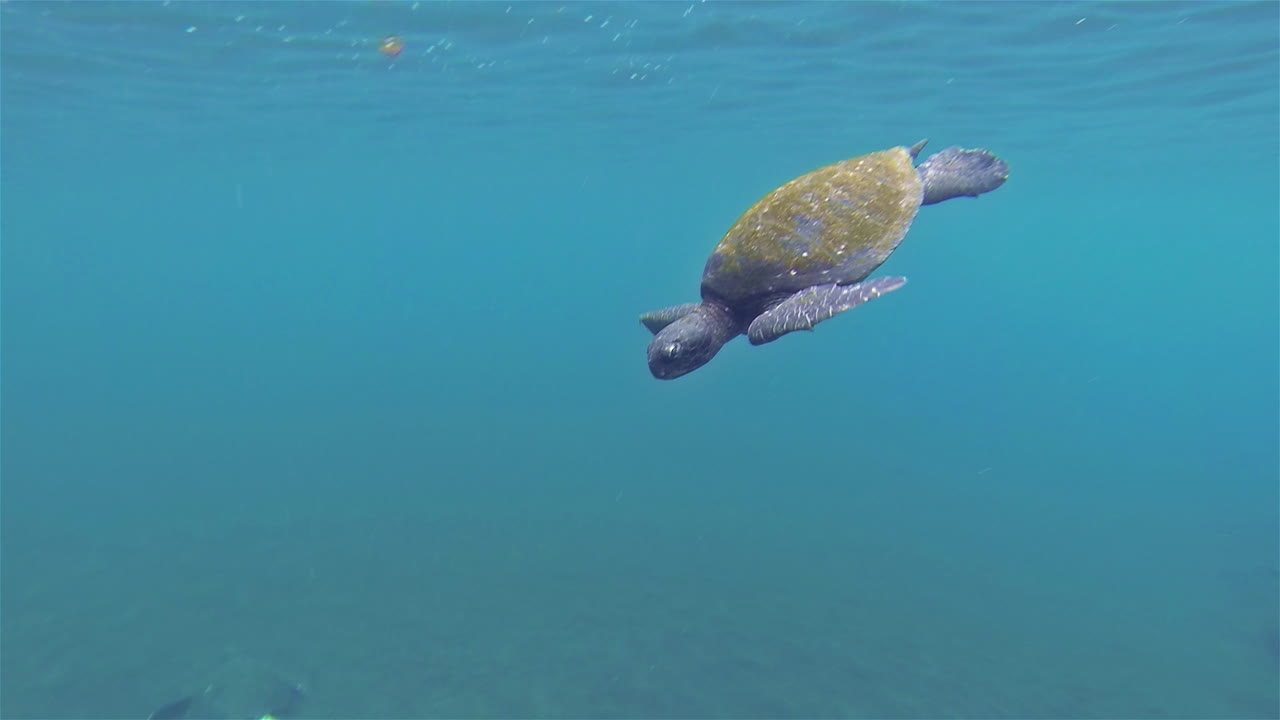 갈라파고스 국립공원 에콰도르 1의 이사벨라 섬에 있는 푼타 비센테 로카에서 떠오른 태평양 녹색 거북의 수중