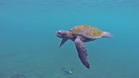 Bajo-El-Agua-De-La-Tortuga-Verde-Del-Pacífico-Emergiendo-En-Punta-Vicente-Roca-En-La-Isla-Isabela-En-El-Parque-Nacional-Galápagos-Ecuador-1