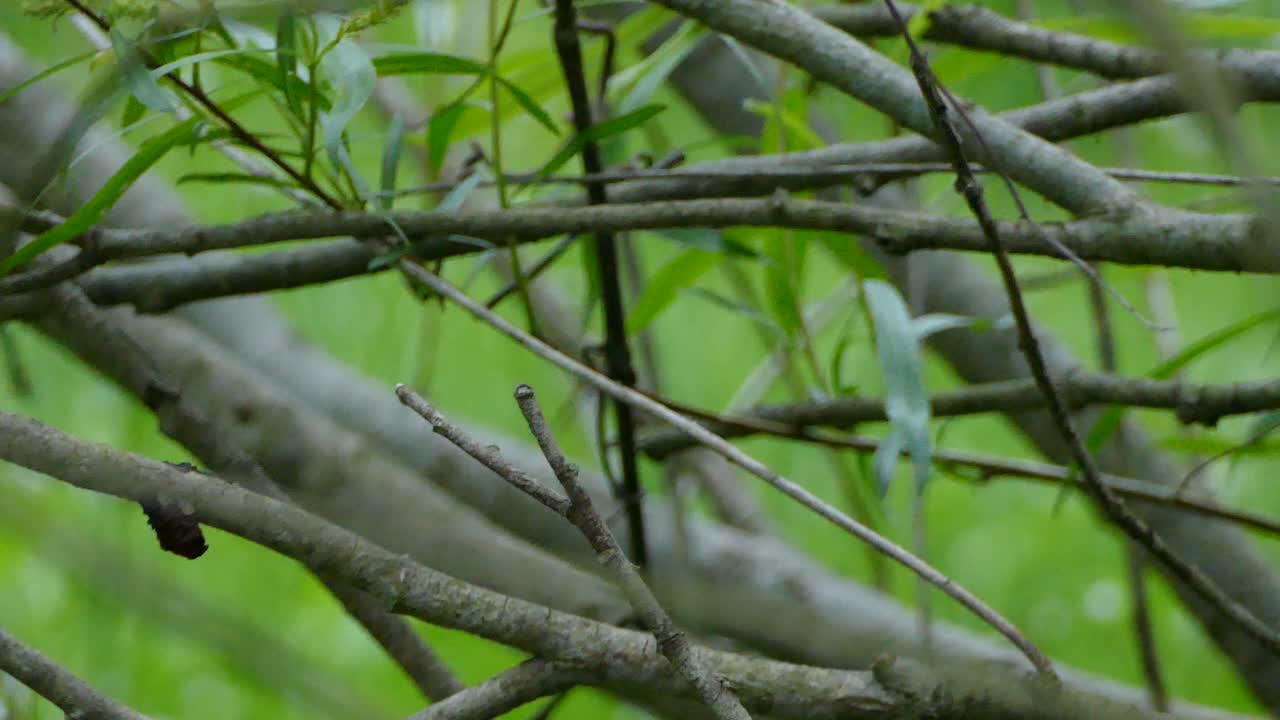 Yellow-shafted Norther Flicker taking off from a bunch of branches in the middle of the forest