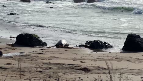Handheld telephoto panning shot of a bull elephant seal lounging on the beach in Piedras Blancas on California's Central Coast. 4K