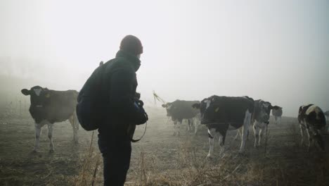 caucasian man holds green grass for dairy cow to eat and disinterested, he throws it on the farmland ground on foggy day, handheld close up pan