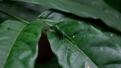 Seen-from-its-back-resting-on-a-wide-leaf-during-a-windy-afternoon,-Katydid-on-the-leaf,-Kaeng-Krachan-National-Park,-Thailand