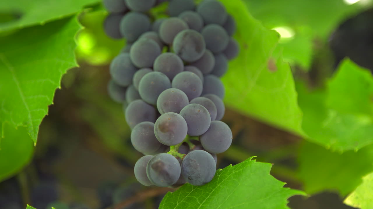 racimos de uvas maduras
