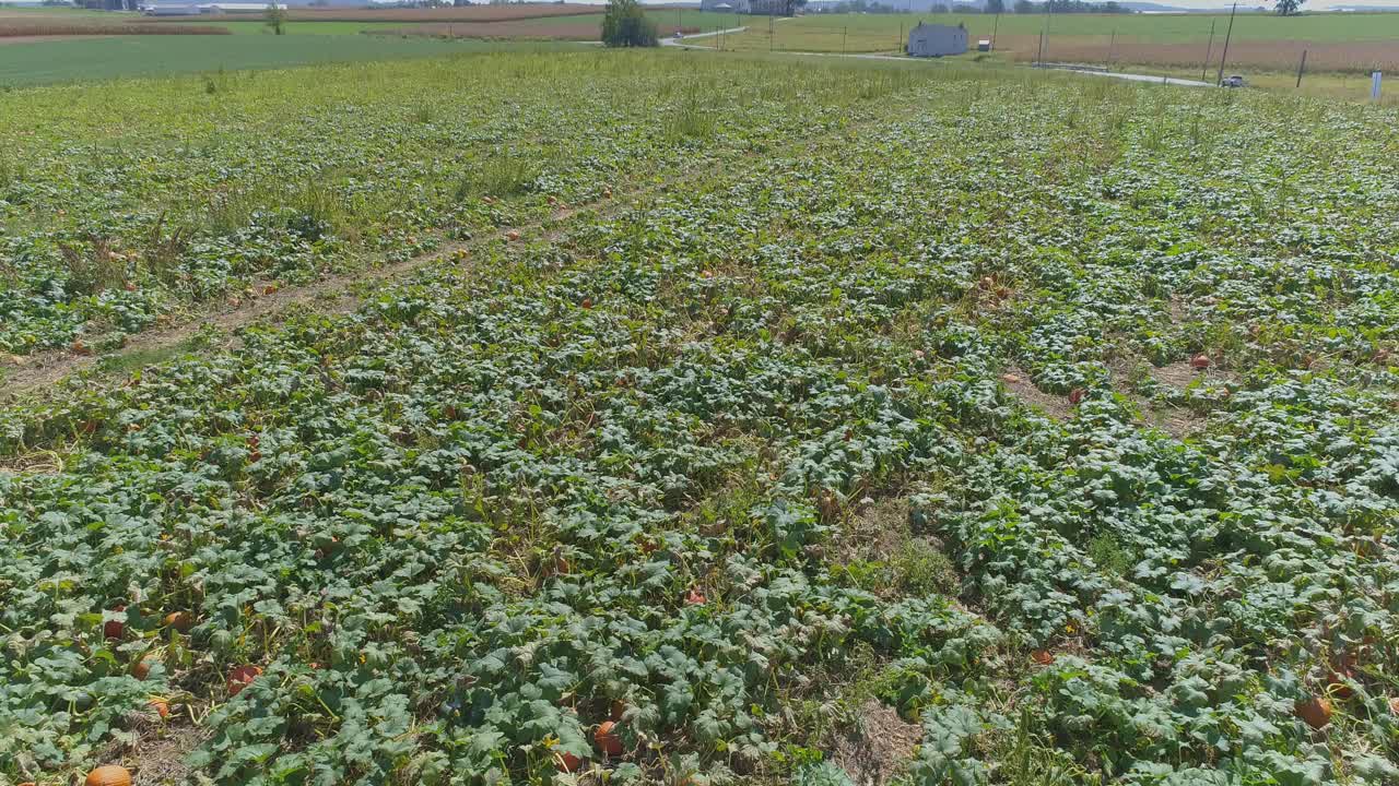una vista aérea de cerca de las tierras de cultivo amish y el campo con campos de calabaza en un día soleado de verano
