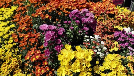 colorful chrysanthemum display