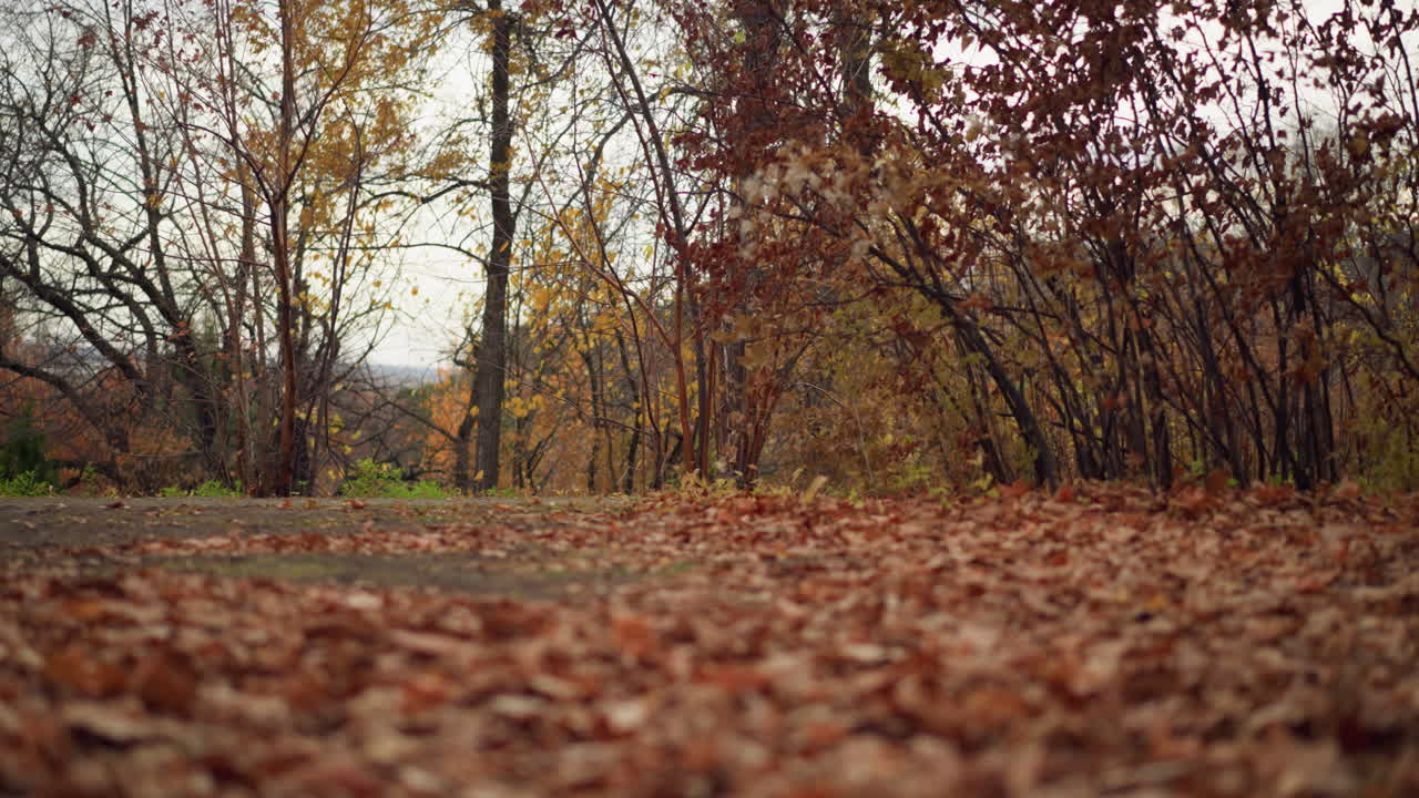 vista panorámica de hojas secas esparcidas por el suelo del bosque, creando una cálida atmósfera de otoño, el follaje marrón crujiente cubre el suelo, con árboles y ramas estacionales vibrantes