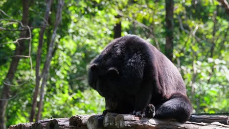 Asiatischer-Schwarzbär,-Ursus-Thibetanus