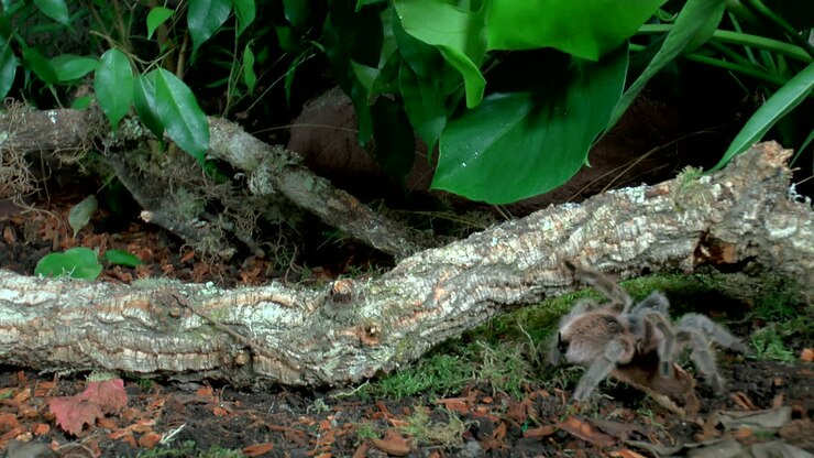 Close-up vooraanzicht van een wandelende tarantula