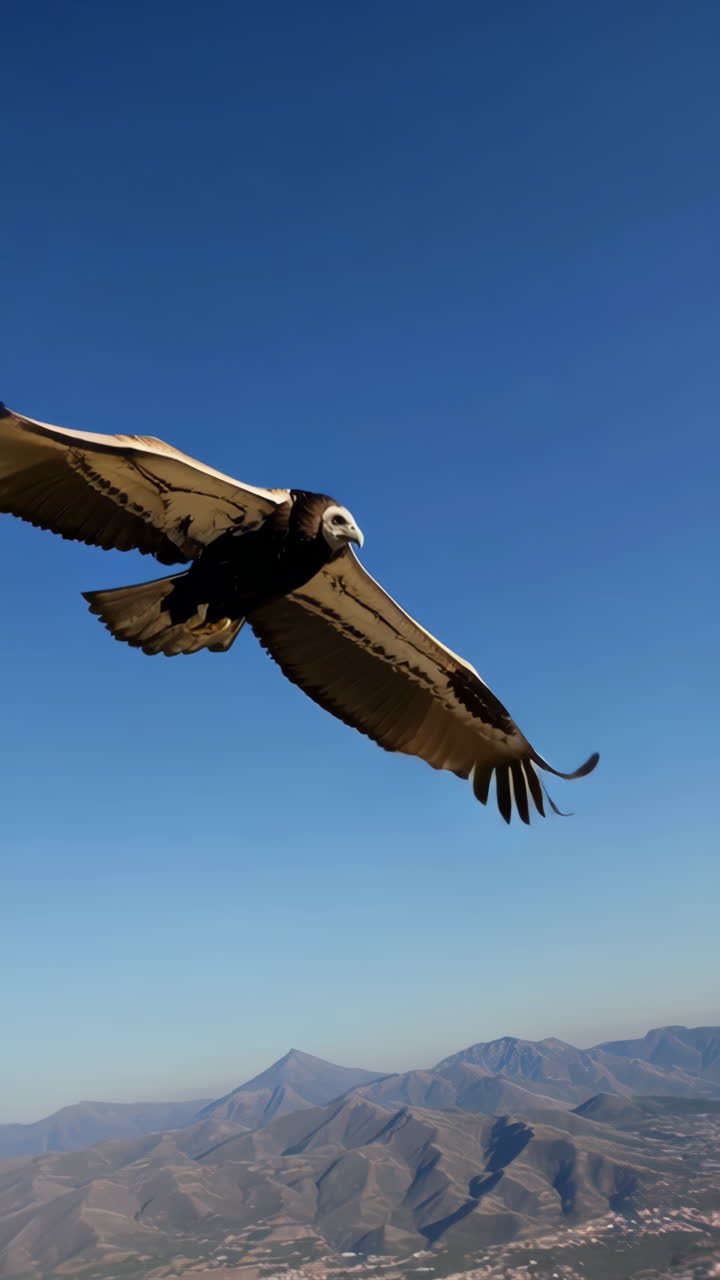 Eagle Soaring High Above Mountains and City