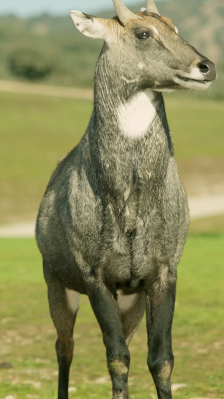 Nilgai standing in green field on sunny day