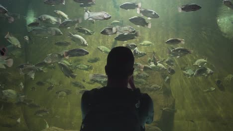 4k tourist taking pictures of the beautiful school of tilapia fish on the freshwater aquarium