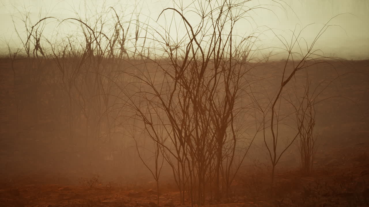 un paisaje desolado y brumoso