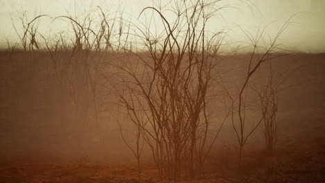 a desolate foggy landscape