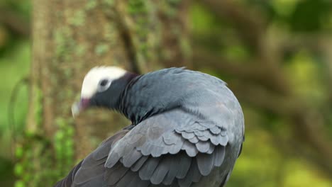 white-crowned pigeon, patagioenas leucocephala, preening and grooming its feathers, looking around the environment, alerted by the surroundings, close up shot of a vulnerable bird species