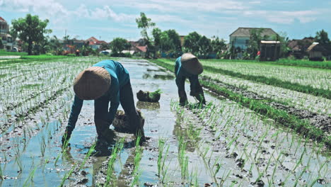rice farmer at work on a sunny day