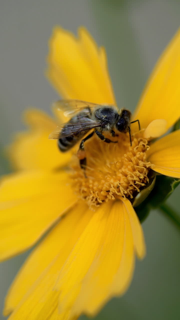 Coreopsis. Bee collecting nectar on yellow flower, soft focus. Vertical video