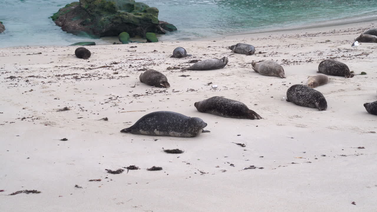 Sekelompok anjing laut pelabuhan beristirahat dan bergerak canggung di pantai berpasir di La Jolla, California