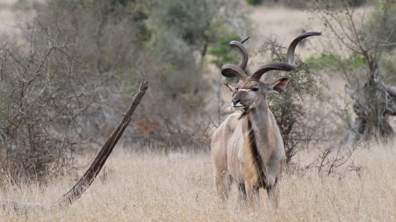 gran kudu de pie en las praderas, sudáfrica - amplio