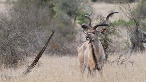 grote kudu staande in grasland, zuid - afrika - wijd