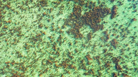 brown coral reefs patterns on white sandy seabed under calm clear water of shallow lagoon, copy space