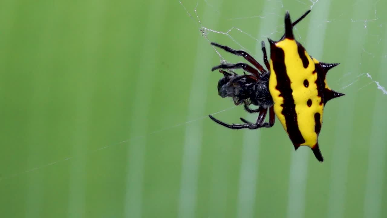 위쪽 보기 황색 거미와 먹감, 가시 뒷 구름 짜는 거미