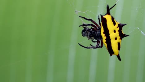 Draufsicht,-Gelbe-Spinne-Mit-Beute-Im-Netz,-Kugelweber-Mit-Stachelrücken