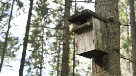 bird house in the forest