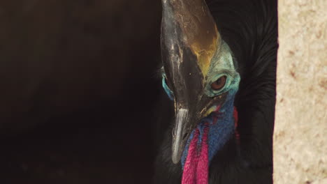 close up of southern cassowary head